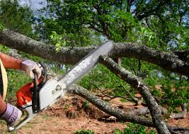 Trusted Blackwells Mills, NJ Tree Services Experts